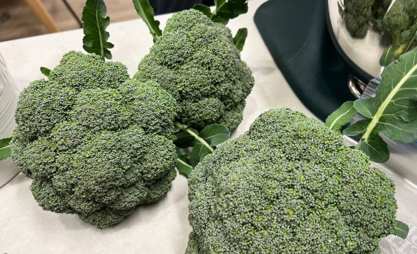 Broccoli from the SSIHI garden in the Mussallem Nutritional Education Center