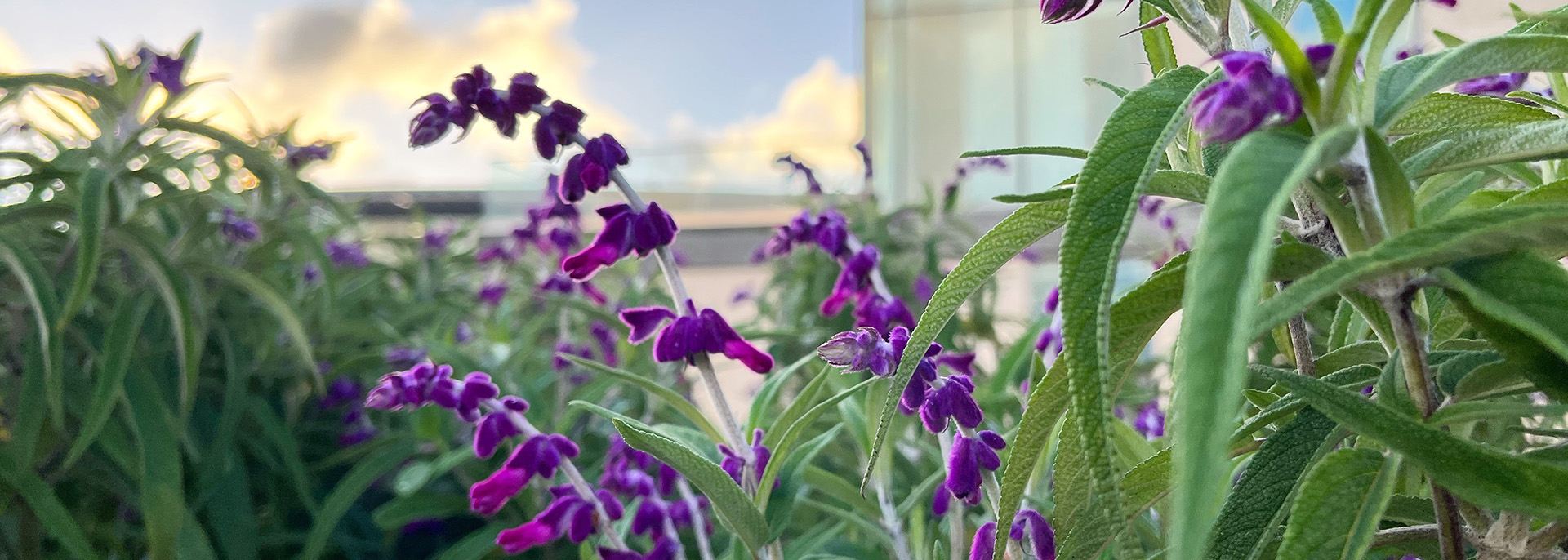 Salvia growing in the UCI Susan Samueli Integrative Health Insitute garden
